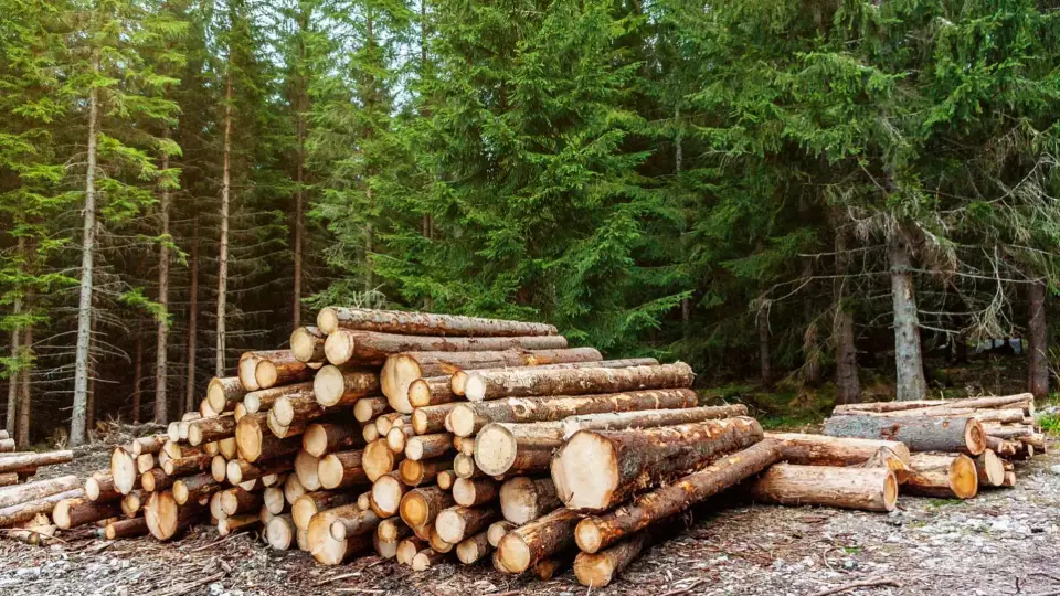 Иностранца оштрафовали за контрабанду уральского леса в Узбекистан