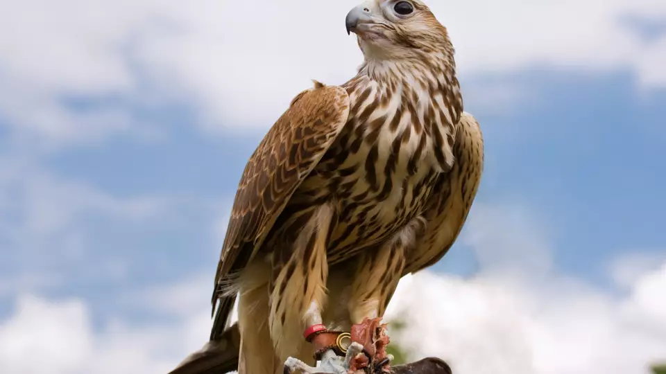 Росприроднадзор разрешил экспорт краснокнижных соколов-балобанов в ОАЭ