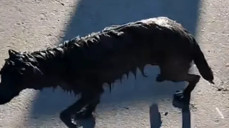 В Тюмени спасли собаку, застрявшую в колодце