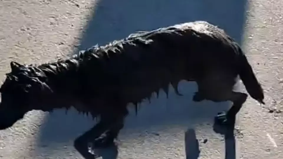 В Тюмени спасли собаку, застрявшую в колодце