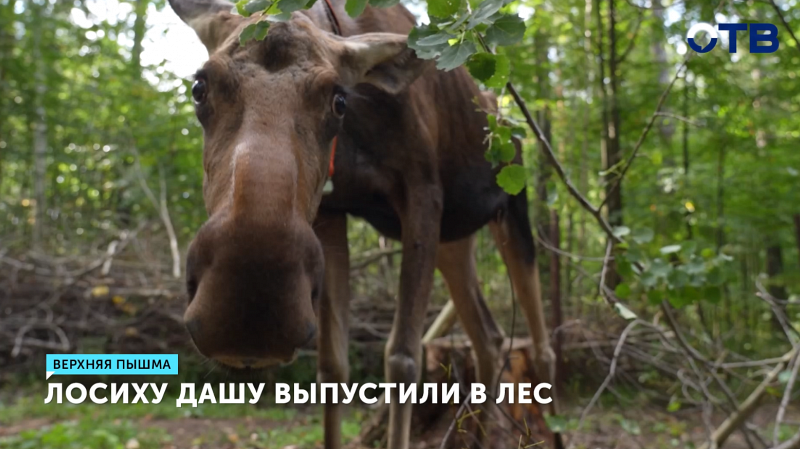 Спасенная лосиха Даша отправилась на свободу в поисках любви