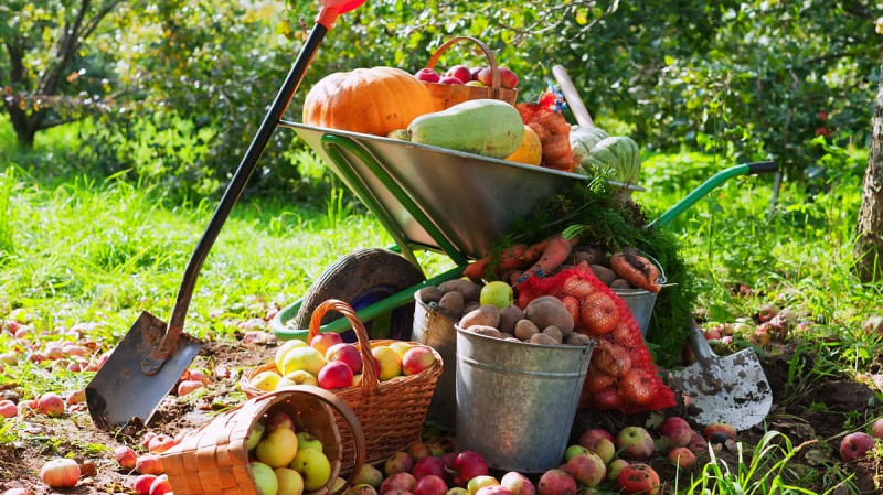 Как защитить урожай от грибковых болезней в августе