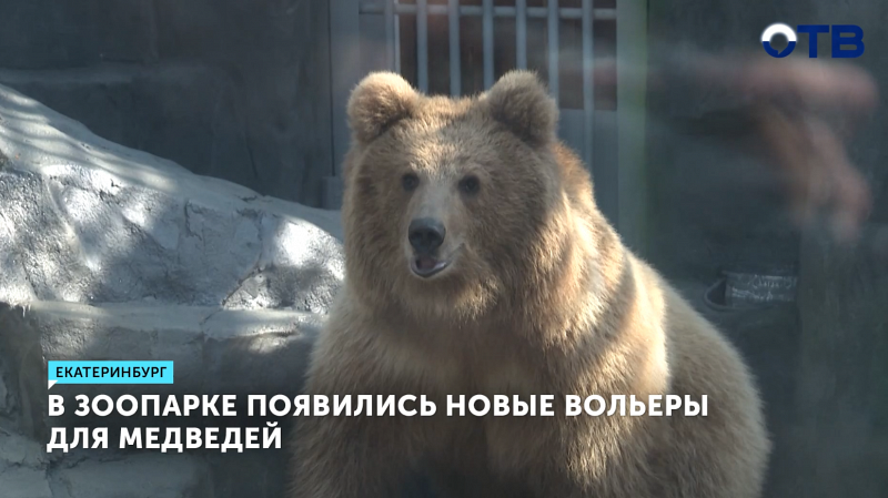 Екатеринбургский зоопарк открыл новые вольеры для медведей
