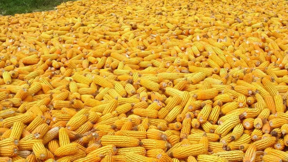 В Приморском крае рабочий утонул в кукурузе