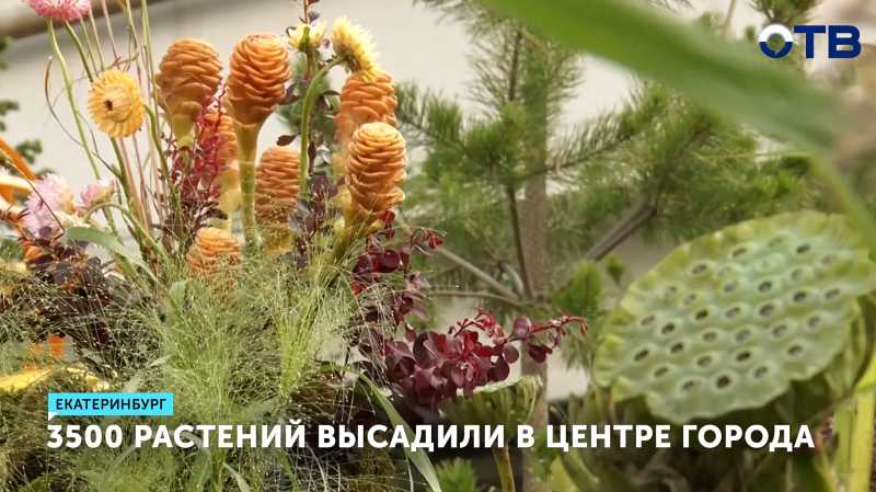 3500 растений высадили в центре Екатеринбурга
