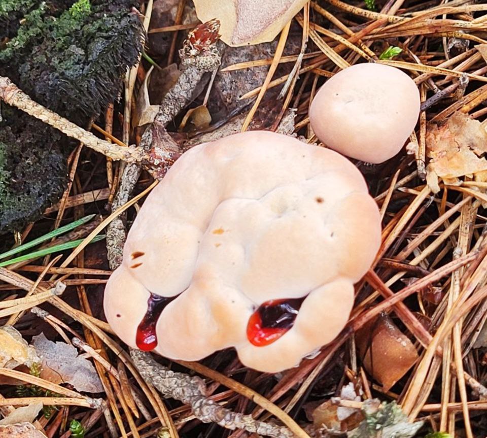 В нижегородских лесах обнаружили редкий «кровавый гриб»