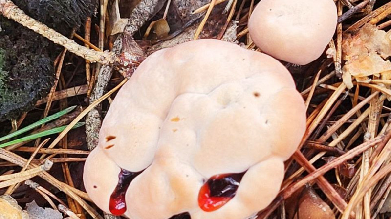 В нижегородских лесах обнаружили редкий «кровавый гриб»