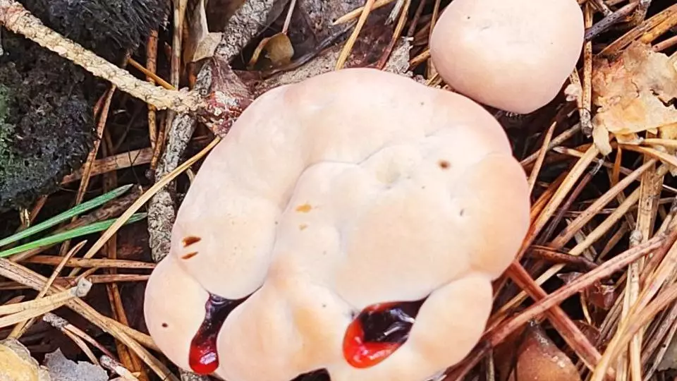 В нижегородских лесах обнаружили редкий «кровавый гриб»