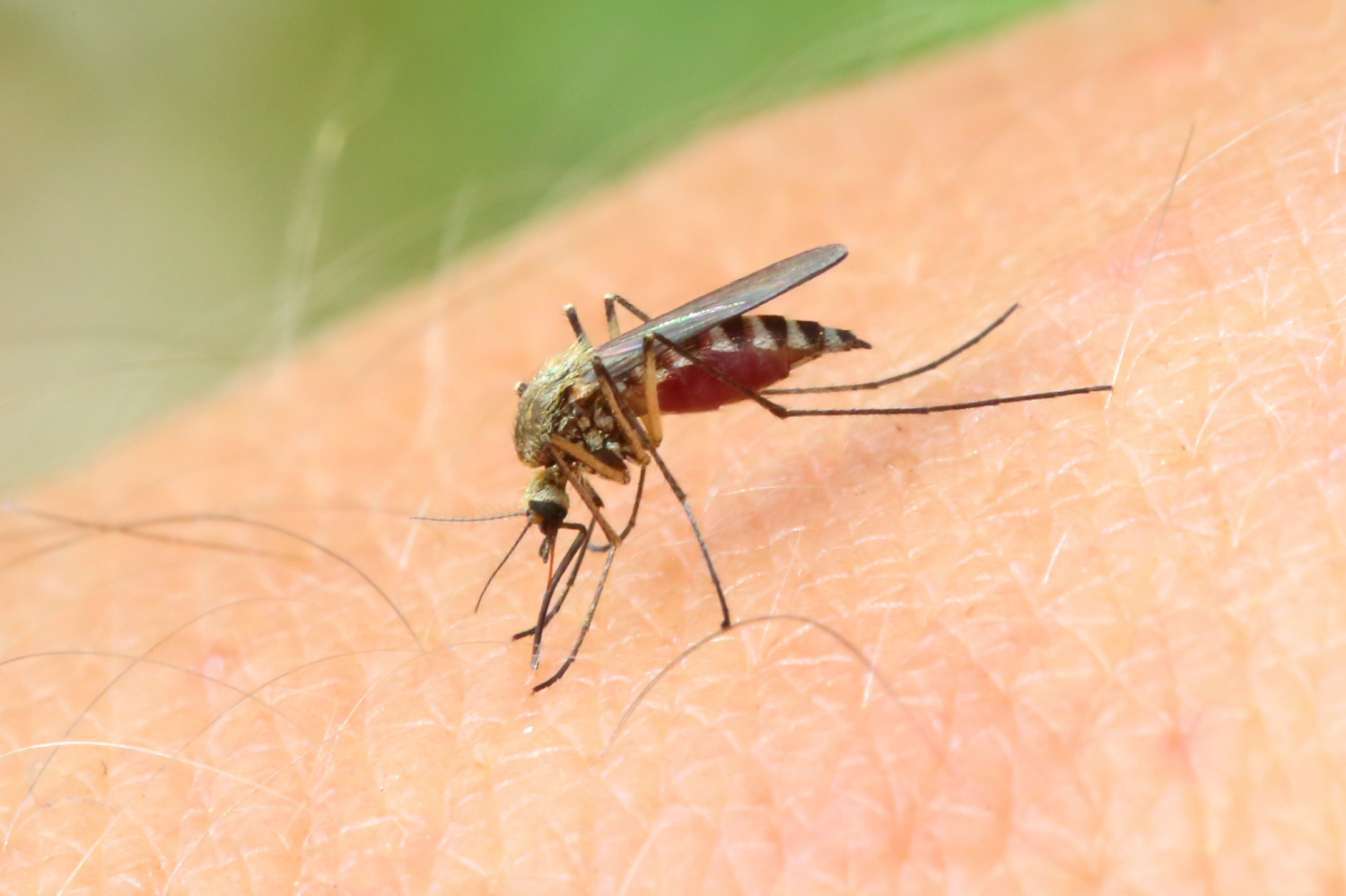 Врач рассказала, почему одни люди «вкуснее» других для комаров