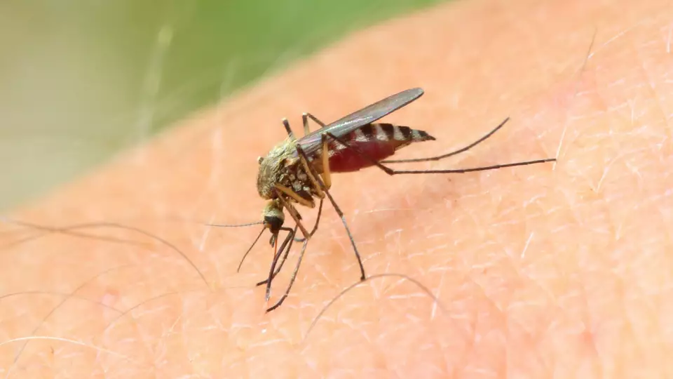 Врач рассказала, почему одни люди «вкуснее» других для комаров