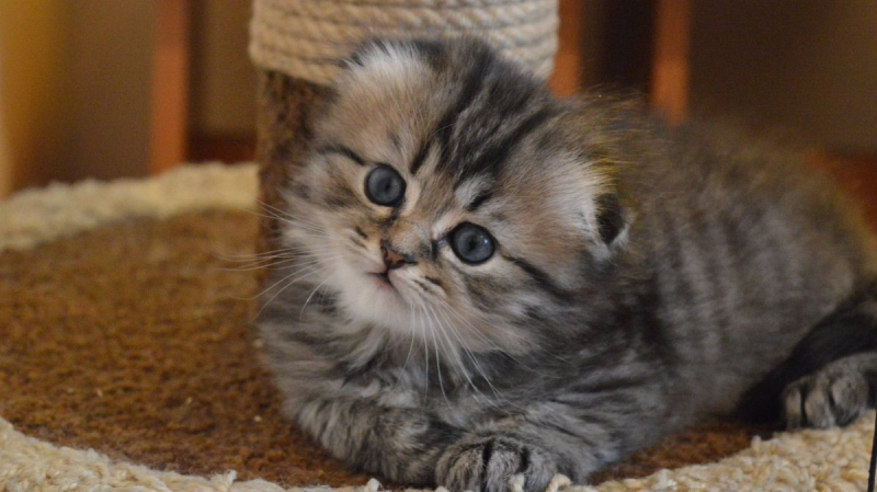 Психолог объяснил причины жестокого обращения с животными