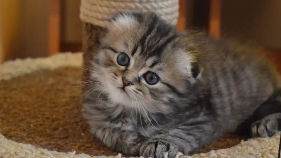 Психолог объяснил причины жестокого обращения с животными