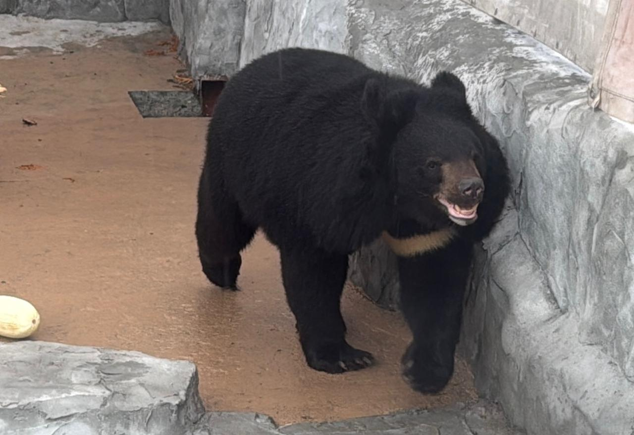 Гималайскую медведицу доставили в Екатеринбург