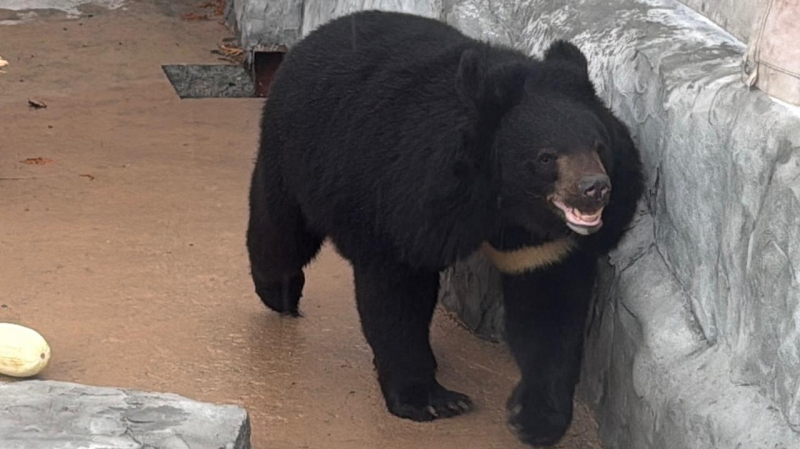 Гималайскую медведицу доставили в Екатеринбург