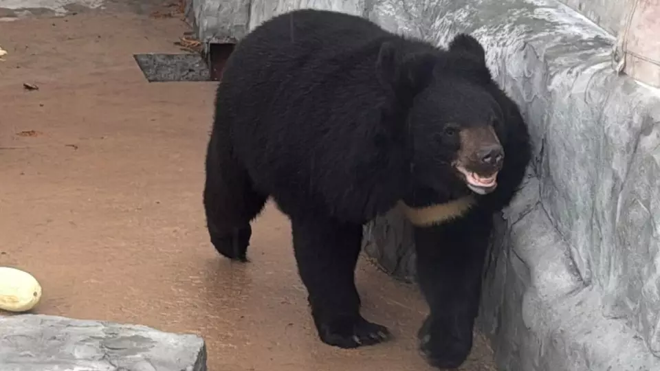 Гималайскую медведицу доставили в Екатеринбург