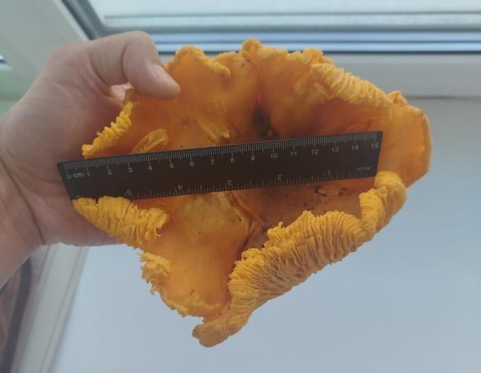 Грибник нашел гигантскую 20-сантиметровую лисичку под Полевским