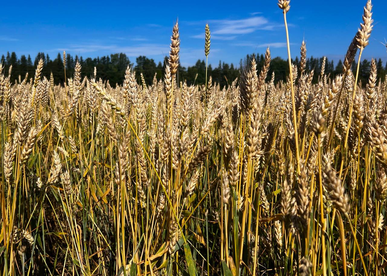 Уральские ученые представили новые сорта ячменя и пшеницы