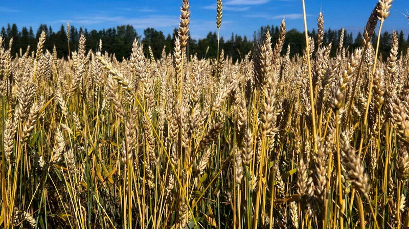 Уральские ученые представили новые сорта ячменя и пшеницы