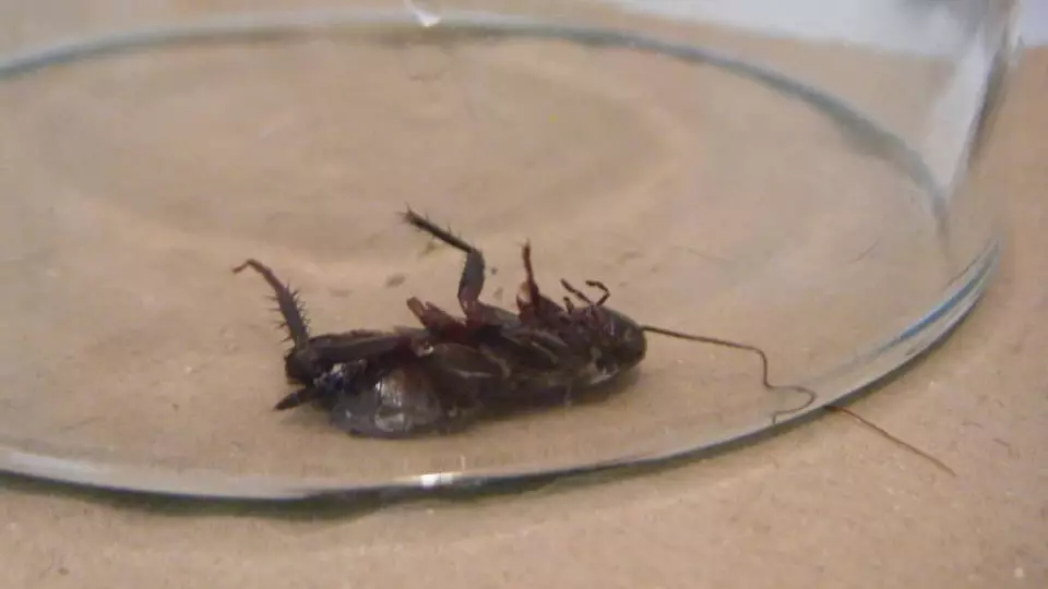 Жители Электростали поймали мужчину, подбрасывавшего тараканов в подъезде