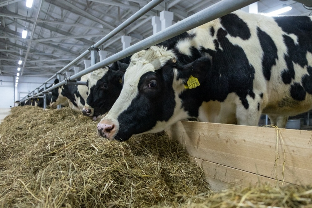 Фермер из Ирбита попался на ввозе коров без нужных бумаг