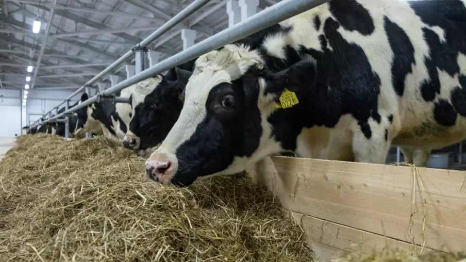 Фермер из Ирбита попался на ввозе коров без нужных бумаг