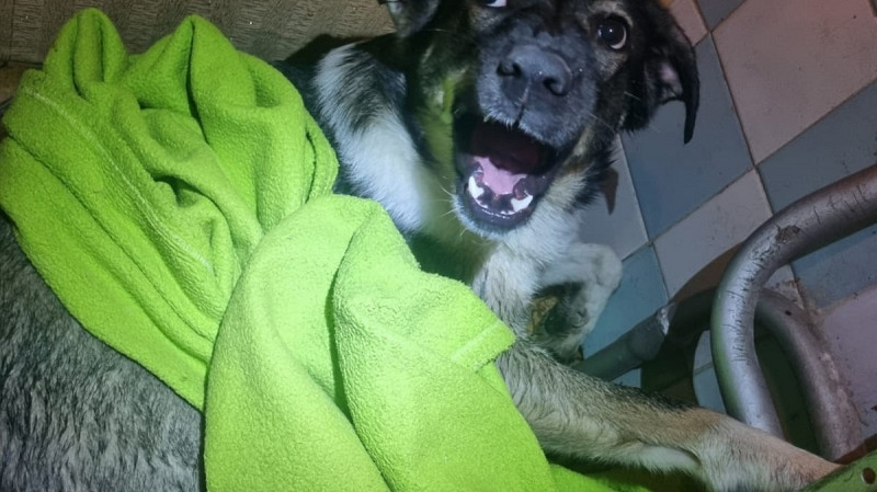 Спасатели в Нижнем Тагиле освободили лапу собаки из радиатора