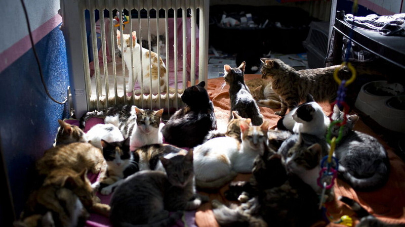 Суд обязал сердобольную пенсионерку из Красноуфимска убраться в своей квартире