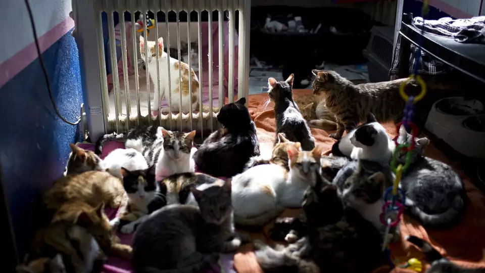 Суд обязал сердобольную пенсионерку из Красноуфимска убраться в своей квартире