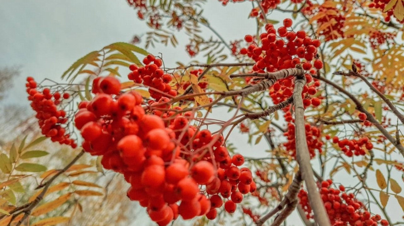 Музыкальный критик объяснил феномен популярности песни «Третье сентября»