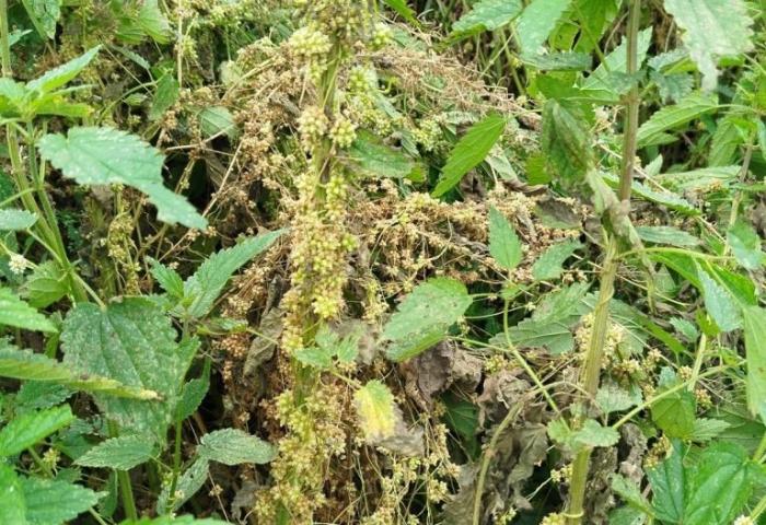 Россельхознадзор нашёл в Свердловской области очаги опасного сорняка