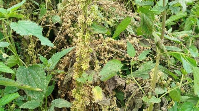 Россельхознадзор нашёл в Свердловской области очаги опасного сорняка