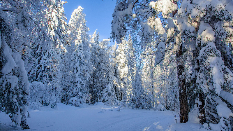 Житель Сосьвы осужден за то, что оставил умирать женщину в зимнем лесу