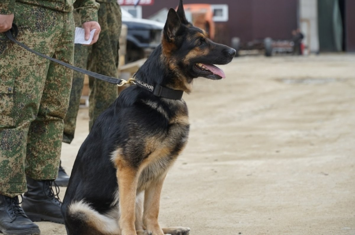 Суд рассмотрит иск против компании, поставлявшей корм для собак уральской таможни