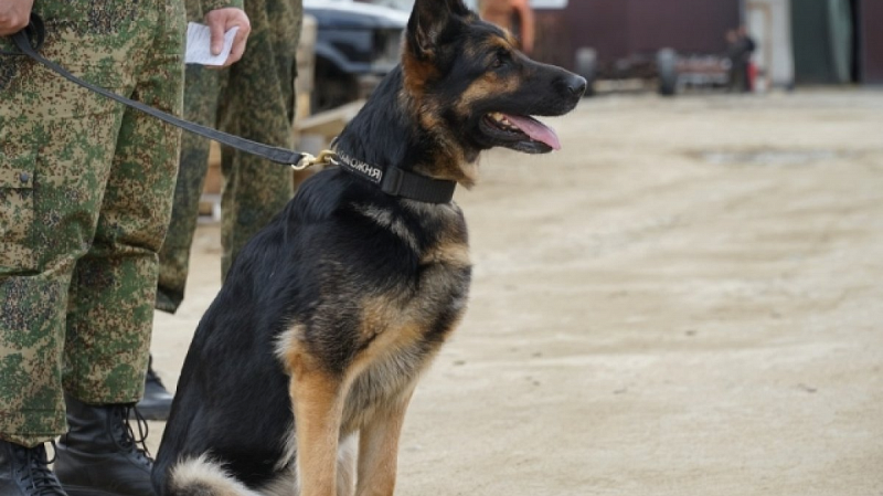 Суд рассмотрит иск против компании, поставлявшей корм для собак уральской таможни