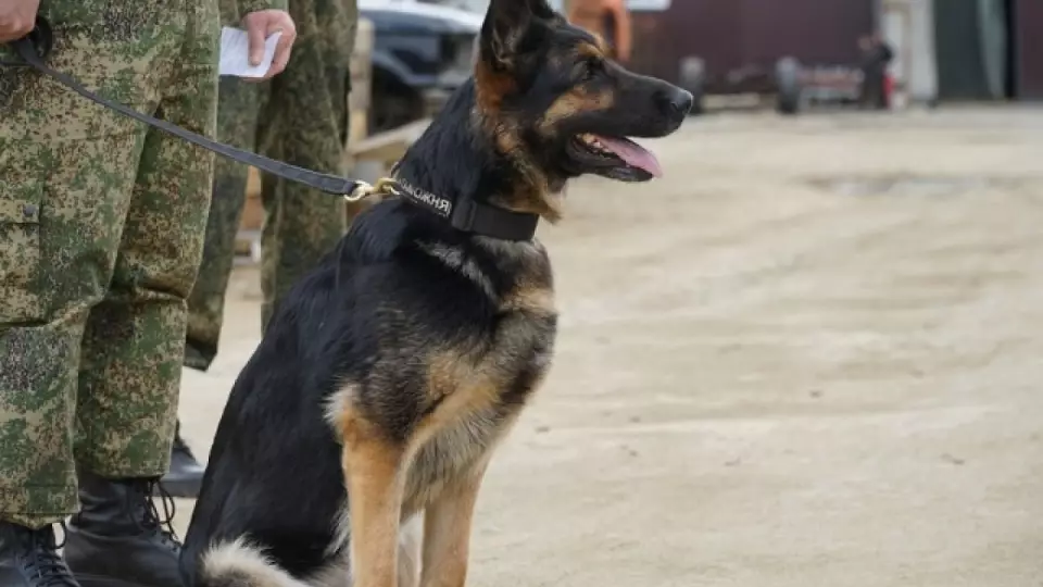 Суд рассмотрит иск против компании, поставлявшей корм для собак уральской таможни