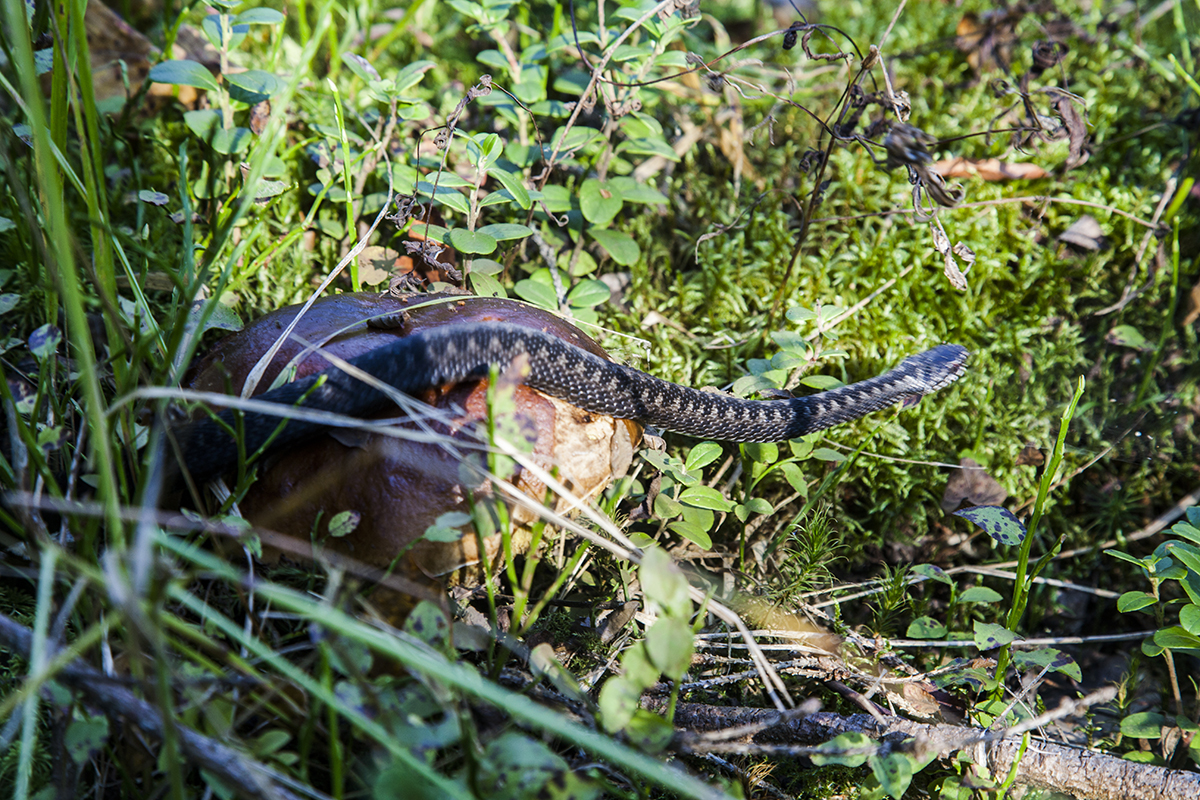 Пригрел змею: в Нижнем Тагиле мужчина укушен гадюкой, взятой из леса с грибами