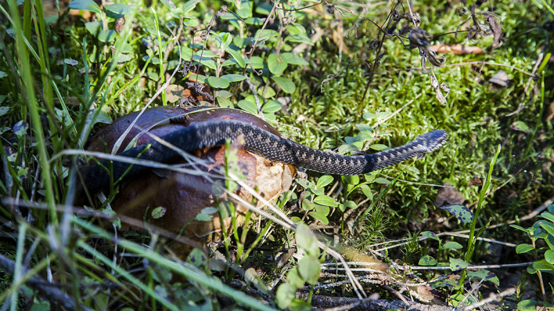 Пригрел змею: в Нижнем Тагиле мужчина укушен гадюкой, взятой из леса с грибами
