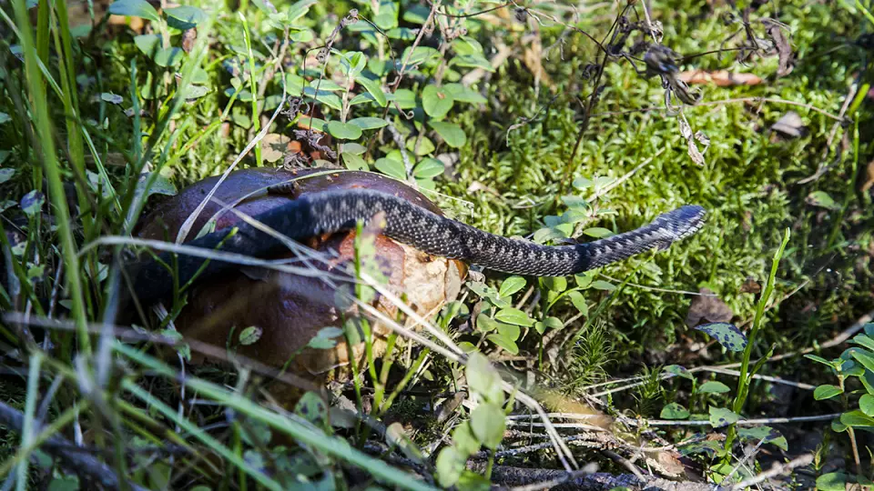 Пригрел змею: в Нижнем Тагиле мужчина укушен гадюкой, взятой из леса с грибами