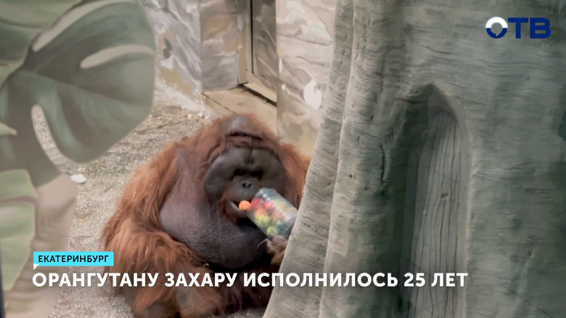 Орангутан Захар из Екатеринбургского зоопарка отметил 25-летие