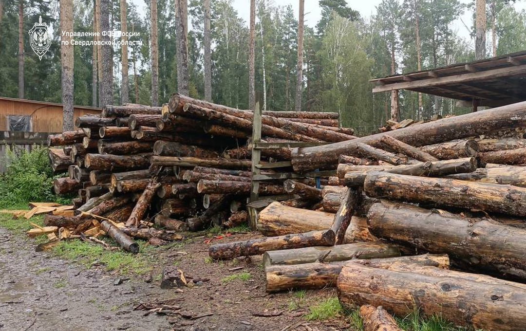 Незаконную вырубку леса на 450 млн рублей пресекли в Свердловской области