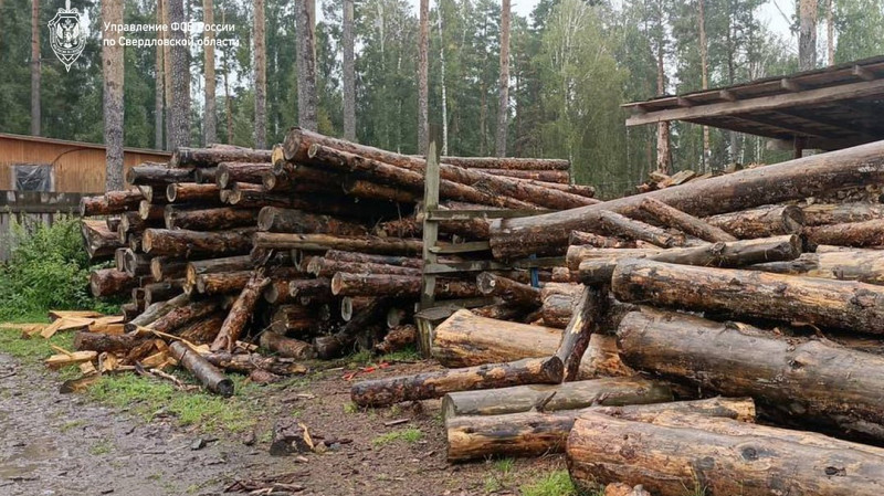 Незаконную вырубку леса на 450 млн рублей пресекли в Свердловской области