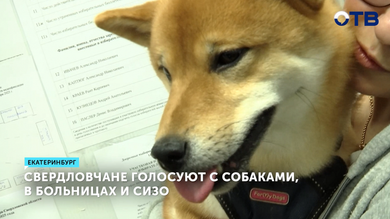 Свердловчане голосуют на выборах губернатора с собаками, в больницах и СИЗО