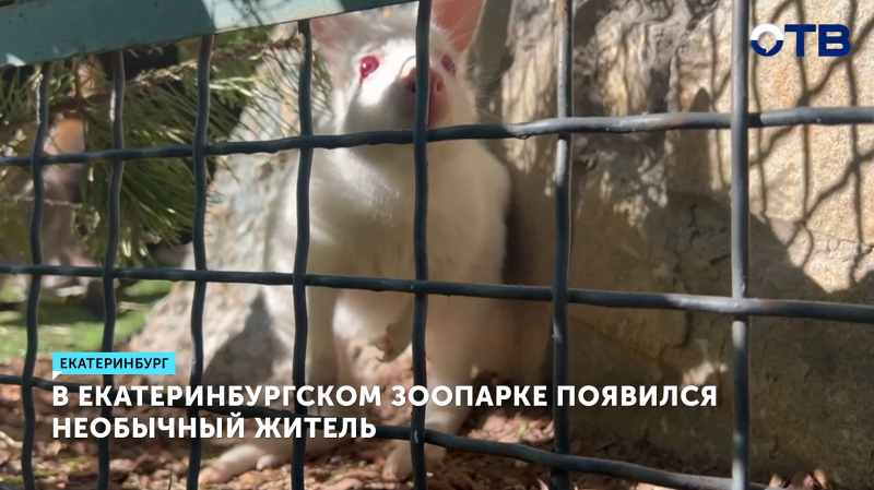 Кенгуру-альбинос Альбина обживается в Екатеринбургском зоопарке