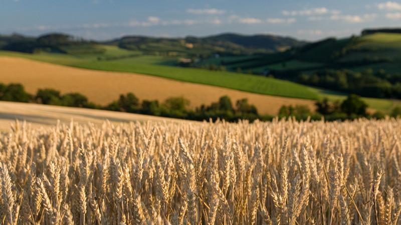 Аграрии Свердловской области собирают урожай с 300 тысяч га земли