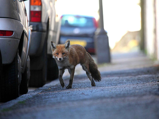 Лисы освоились в Берёзовском под Екатеринбургом