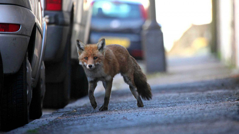 Лисы освоились в Берёзовском под Екатеринбургом