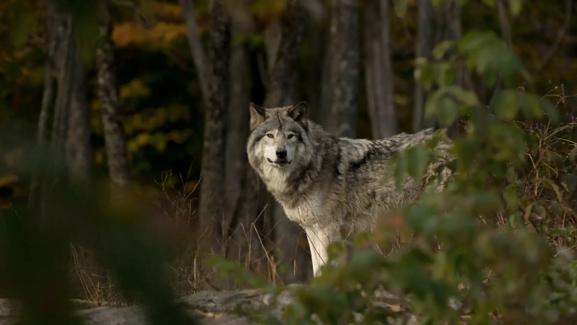 В Индии волк напал на пятилетнюю девочку и утащил её в лес