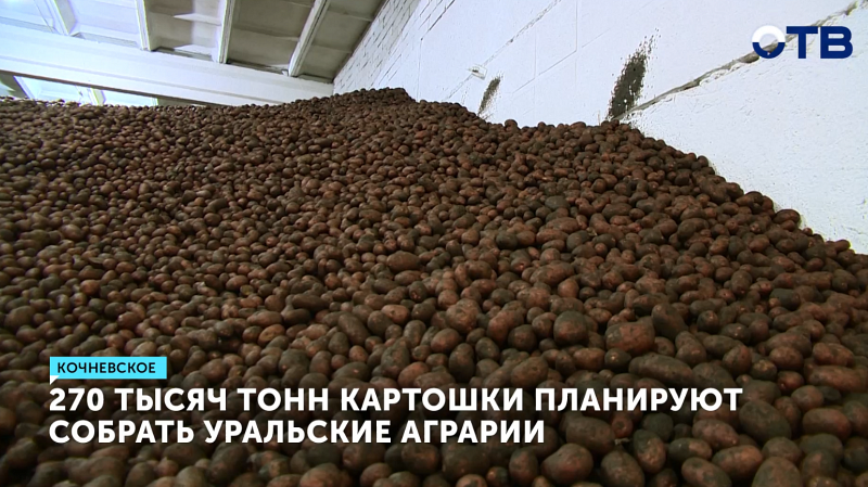 Аграрии Свердловской области планируют собрать урожай в 270 тысяч тонн картофеля