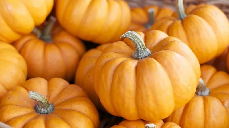 Тыква – кладезь витаминов: почему её стоит есть каждому