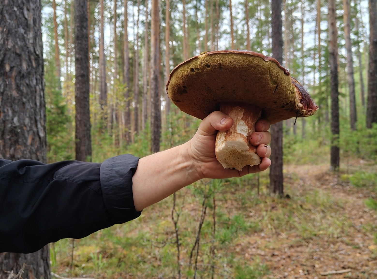 Урожай грибов в Свердловской области бьет рекорды